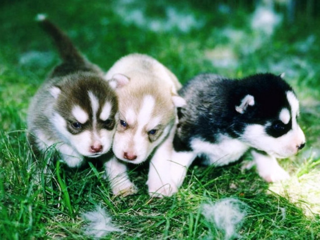 Обои картинки фото животные, собаки