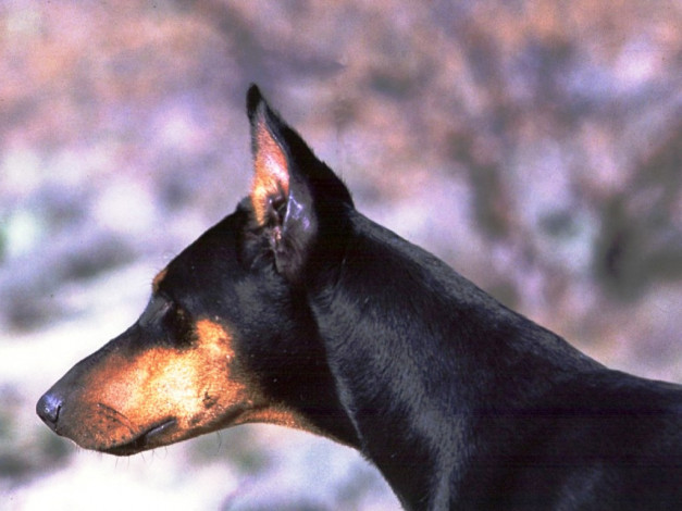 Обои картинки фото животные, собаки