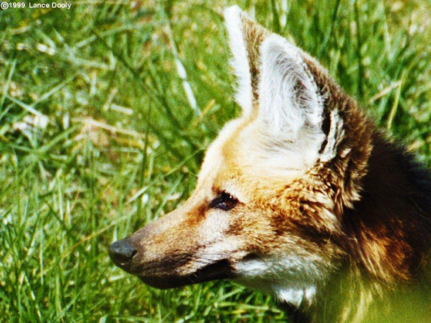 Обои картинки фото животные, волки