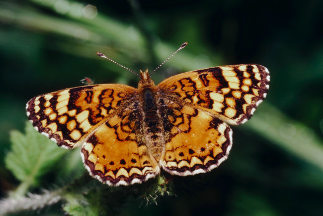 Обои картинки фото животные, бабочки