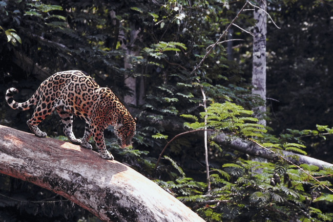 Обои картинки фото животные, Ягуары