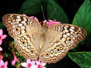 Картинка животные бабочки