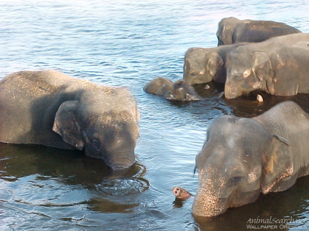 Обои картинки фото животные, слоны