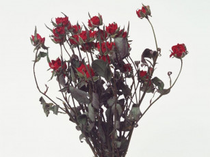 Картинка цветы розы