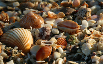 Картинка разное ракушки кораллы декоративные spa камни
