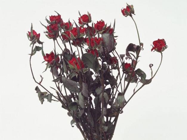 Обои картинки фото цветы, розы