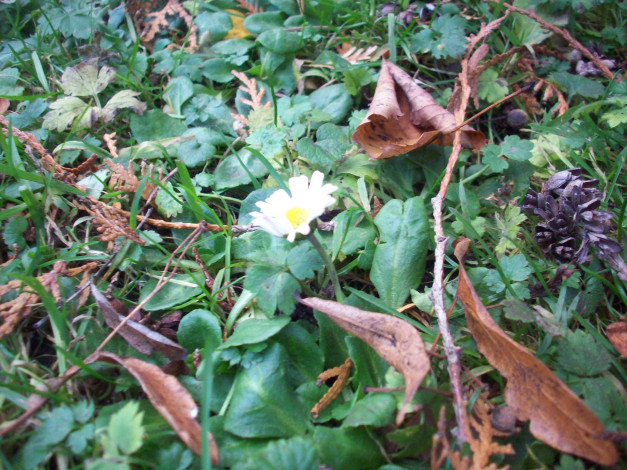 Обои картинки фото декабрьские, цветы, рига, луговые, полевые