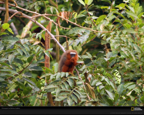 Картинка животные обезьяны