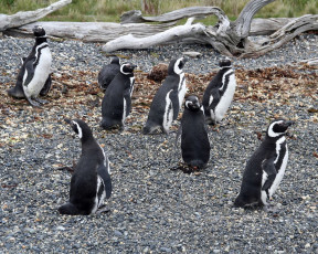 Картинка животные пингвины