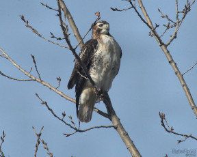 Картинка животные птицы хищники