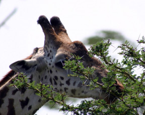 Картинка животные жирафы