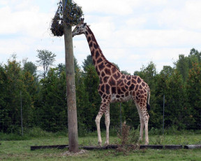 Картинка животные жирафы