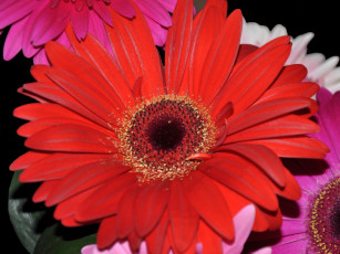 Картинка цветы герберы