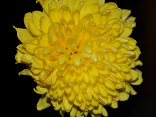 Картинка цветы хризантемы