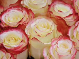 Картинка цветы розы