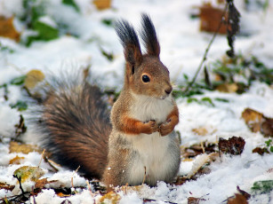 Картинка животные белки