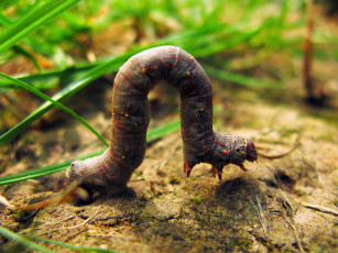 Картинка животные гусеницы