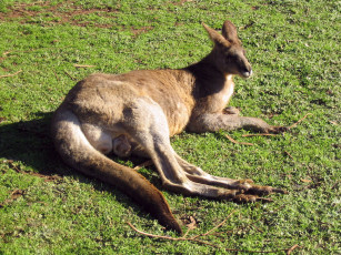 Картинка животные кенгуру