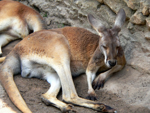 Картинка животные кенгуру