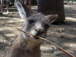 Картинка животные кенгуру