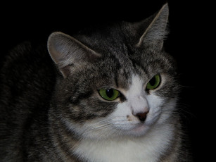 Картинка животные коты