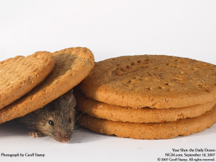 Картинка животные крысы мыши