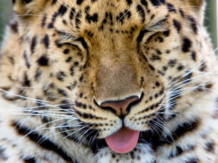 Картинка животные леопарды