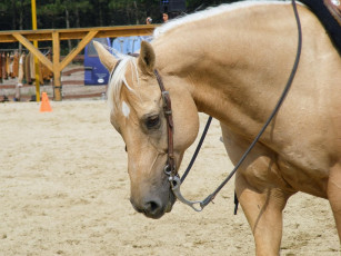 Картинка животные лошади