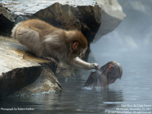 Картинка животные обезьяны