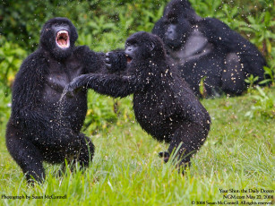 Картинка животные обезьяны