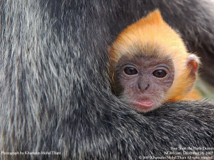 Картинка животные обезьяны