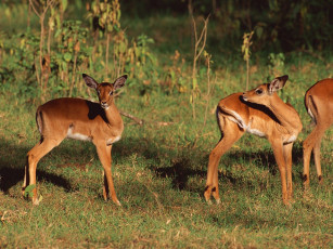 Картинка животные олени