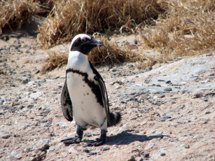 Картинка животные пингвины