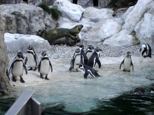 Картинка животные пингвины