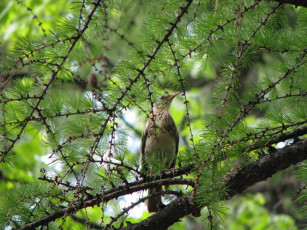 обоя животные, птицы