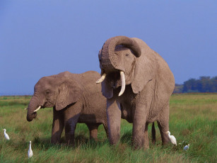 Картинка животные разные вместе