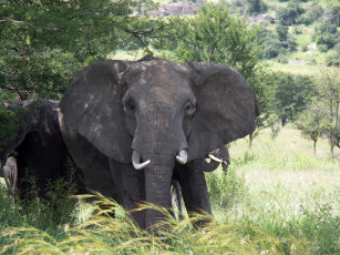 Картинка животные слоны