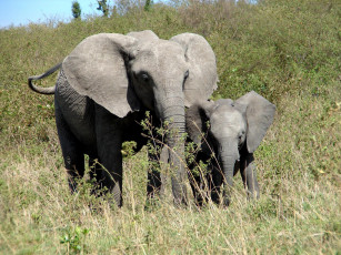 Картинка животные слоны