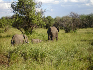 Картинка животные слоны