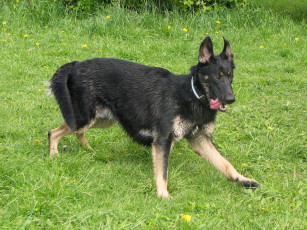 Картинка животные собаки