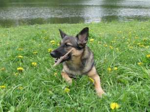 Картинка животные собаки