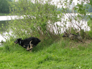 Картинка животные собаки