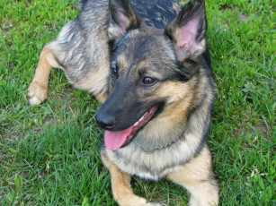 Картинка животные собаки