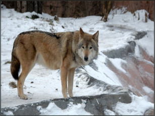 Картинка животные волки