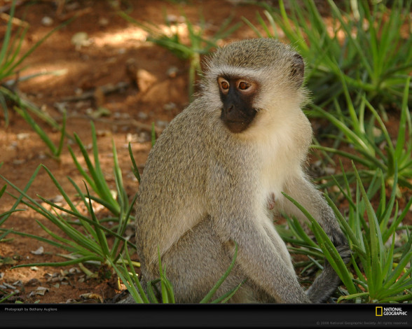 Обои картинки фото животные, обезьяны