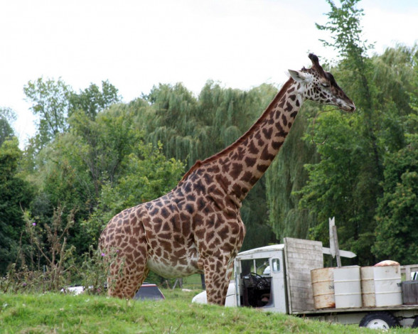 Обои картинки фото животные, жирафы