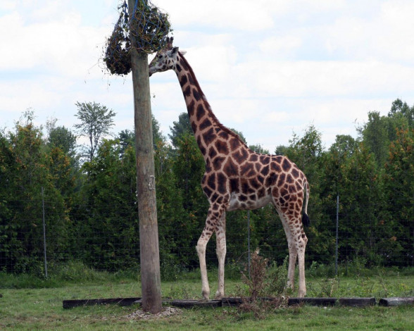 Обои картинки фото животные, жирафы