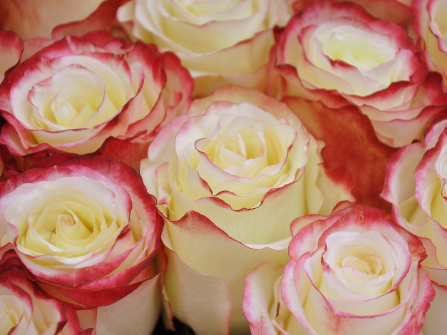 Обои картинки фото цветы, розы