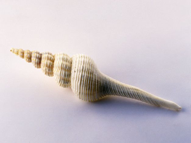 Обои картинки фото разное, ракушки, кораллы, декоративные, spa, камни