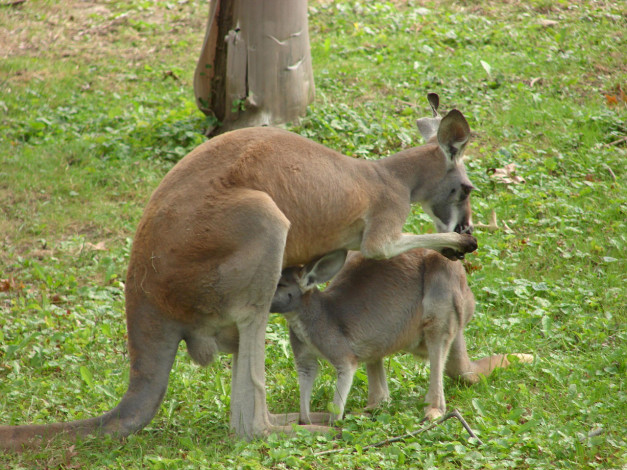 Обои картинки фото животные, кенгуру